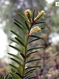 Attēlu rezultāti vaicājumam “Taxus baccata female flower”