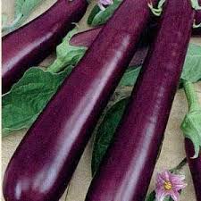 Afbeeldingsresultaat voor fengyuan purple eggplant