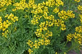 Image result for Ruta graveolens