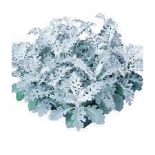 Image result for Cineraria maritima