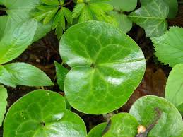 Attēlu rezultāti vaicājumam “Asarum europaeum”