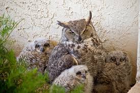 Attēlu rezultāti vaicājumam “Bubo bubo adult”