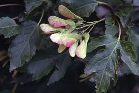 Attēlu rezultāti vaicājumam “Acer tataricum subsp. ginnala leaf”