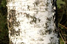 Attēlu rezultāti vaicājumam “Aurantiporus fissilis”