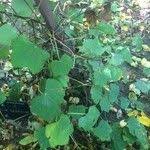 Attēlu rezultāti vaicājumam “Menispermum dauricum leaf”