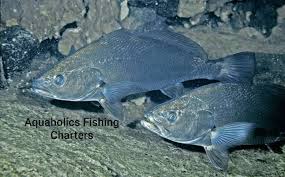 Image result for Argyrosomus inodorus