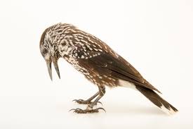 Attēlu rezultāti vaicājumam “Nucifraga caryocatactes”