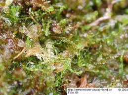 Attēlu rezultāti vaicājumam “Cladopodiella francisci macro”