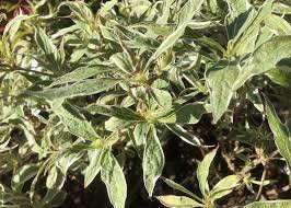 Attēlu rezultāti vaicājumam “Weigela praecox”