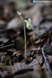 Attēlu rezultāti vaicājumam “Gymnostomum calcareum macro”