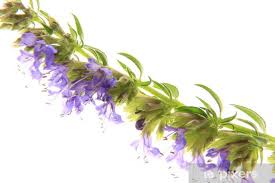 Image result for Ysop