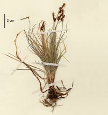 Attēlu rezultāti vaicājumam “Carex scandinavica”