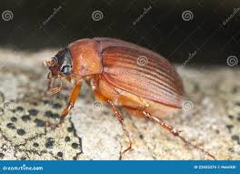 Attēlu rezultāti vaicājumam “Serica brunnea”