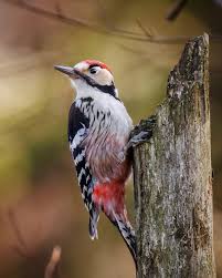 Attēlu rezultāti vaicājumam “Dendrocopos leucotos male”
