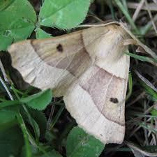 Attēlu rezultāti vaicājumam “Crocallis elinguaria”