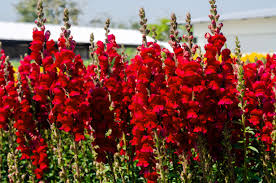 Image result for Antirrhinum majus