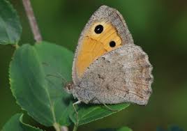 Attēlu rezultāti vaicājumam “Hyponephele lycaon male”