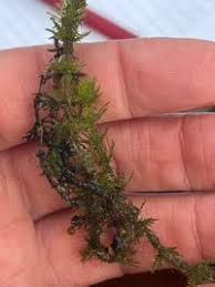 Attēlu rezultāti vaicājumam “Chara aspera”