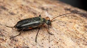 Attēlu rezultāti vaicājumam “Cortodera femorata”