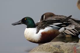 Attēlu rezultāti vaicājumam “Anas clypeata”