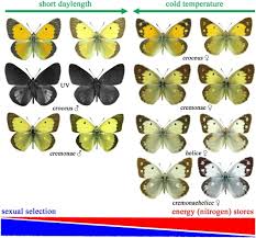 Attēlu rezultāti vaicājumam “Colias croceus”