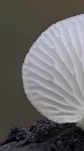 Attēlu rezultāti vaicājumam “Willkommlangea reticulata young”