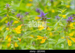 Attēlu rezultāti vaicājumam “Melampyrum nemorosum flower”