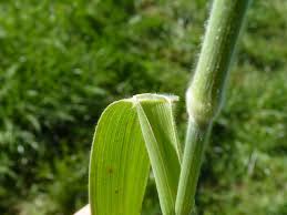 Attēlu rezultāti vaicājumam “Holcus lanatus”
