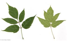 Attēlu rezultāti vaicājumam “Acer negundo”