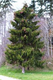 Attēlu rezultāti vaicājumam “Picea abies fo. virgata leaf”