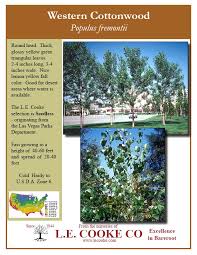 Attēlu rezultāti vaicājumam “Populus x gileadensis”