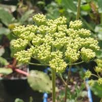 Attēlu rezultāti vaicājumam “Cenolophium denudatum”