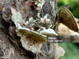 Attēlu rezultāti vaicājumam “Dichomitus campestris”