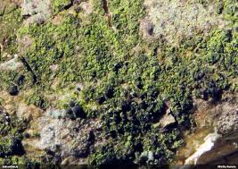 Attēlu rezultāti vaicājumam “Scoliciosporum chlorococcum”