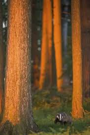 Attēlu rezultāti vaicājumam “Meles meles adult”