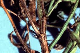 Attēlu rezultāti vaicājumam “Diachea dictyospora (syn. Craterium dictyosporum) stalked”