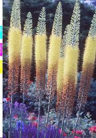 Image result for Steppenkerze