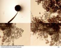 Attēlu rezultāti vaicājumam “Didymium bahiense”