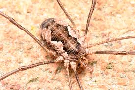 Attēlu rezultāti vaicājumam “Phalangium opilio”