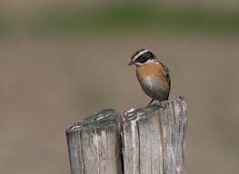 Attēlu rezultāti vaicājumam “Saxicola rubetra adult”
