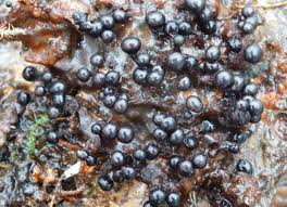 Attēlu rezultāti vaicājumam “Comatricha fragilis spores”