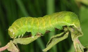 Attēlu rezultāti vaicājumam “Phlogophora meticulosa”