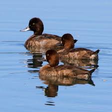 Image result for Aythya affinis