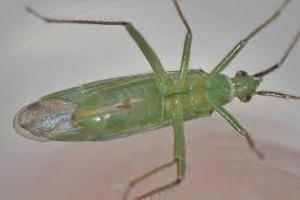 Attēlu rezultāti vaicājumam “Blepharidopterus angulatus”