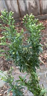 Attēlu rezultāti vaicājumam “Erigeron canadensis”