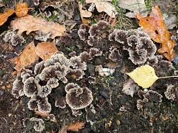 Attēlu rezultāti vaicājumam “Thelephora terrestris”