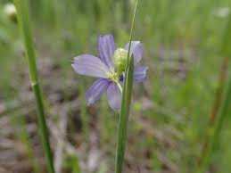 Attēlu rezultāti vaicājumam “Sisyrinchium montanum”