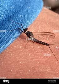 Attēlu rezultāti vaicājumam “Leptophlebia nebulosa”