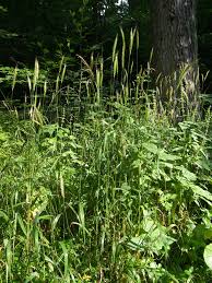 Attēlu rezultāti vaicājumam “Hordelymus europaeus”