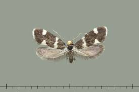 Attēlu rezultāti vaicājumam “Incurvaria praelatella”